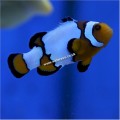 SNOWFLAKE COMMON CLOWN BUY 2 FOR 150.00